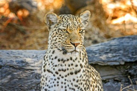 Wildcat botswana big cat photo