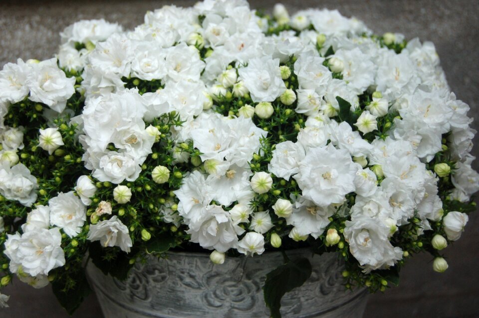 Bouquet de fleurs bloom bouquet