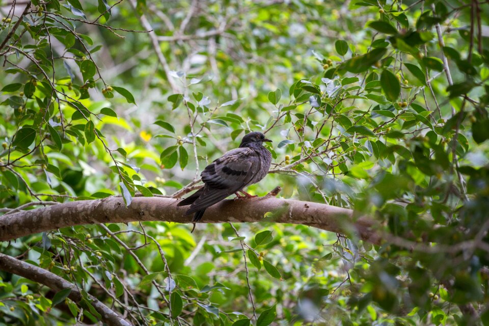 Dove animals nature photo