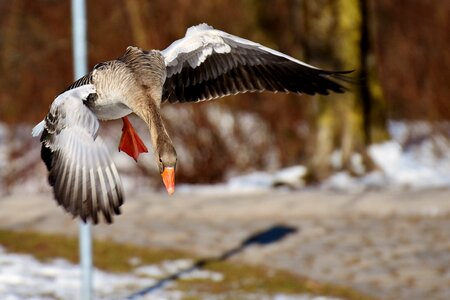 Water bird animal world head