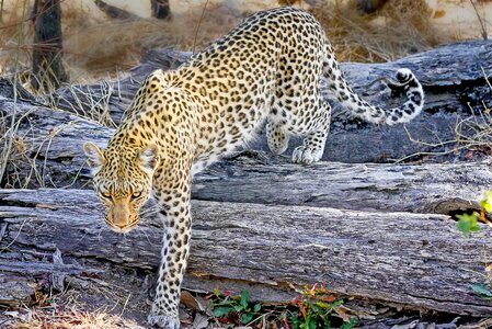 Wildcat botswana big cat