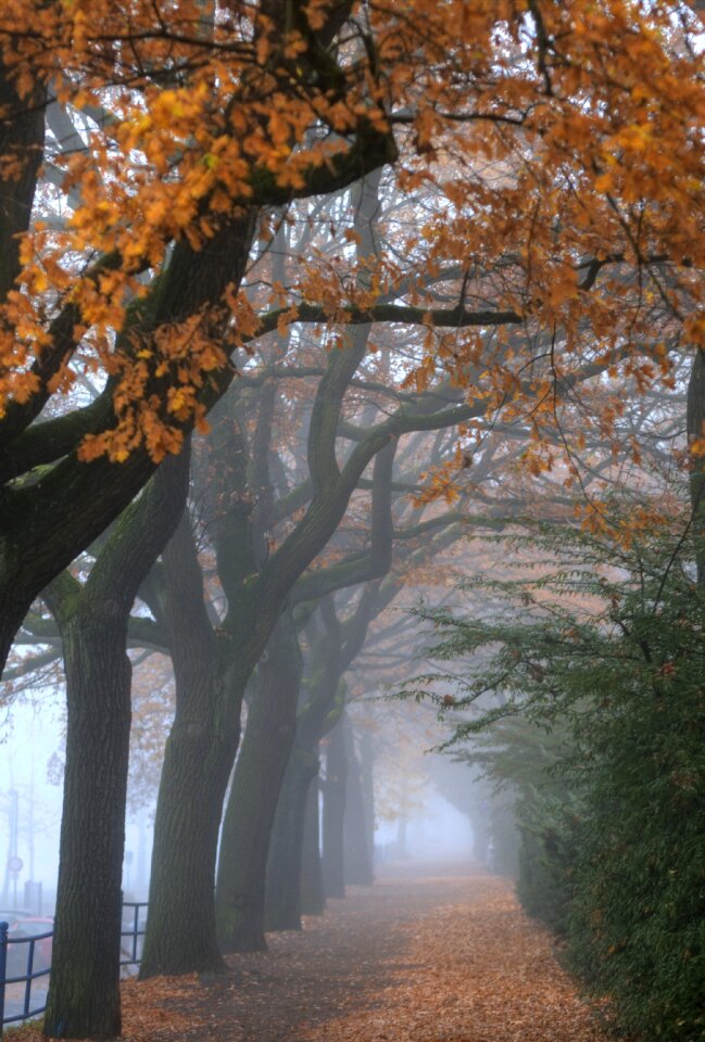 Yellow autumn leaves autumnal