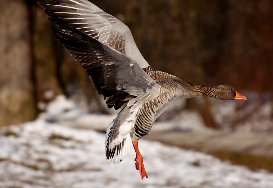 Water bird animal world head