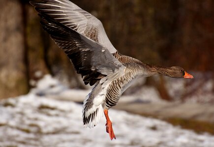 Water bird animal world head photo