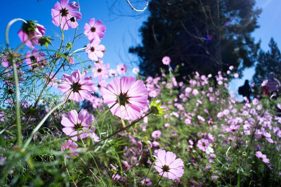 Cosmos fushoushan morning