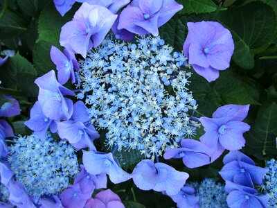 Ornamental plant blue hydrangea blue purple hydrangea flower photo