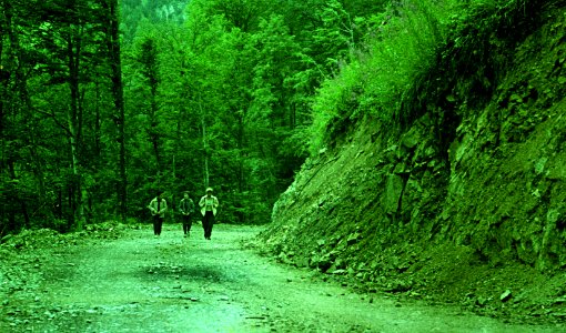 Retezat_pe-drum-forestier (1)