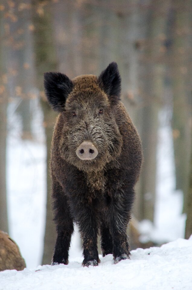 Mammal omnivore hunter