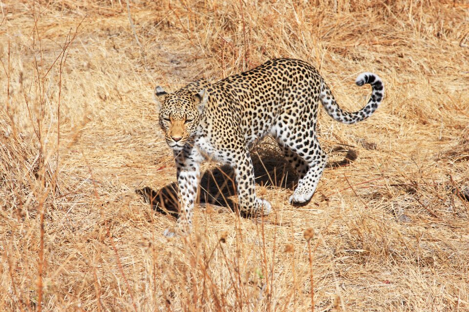 Wildcat botswana big cat
