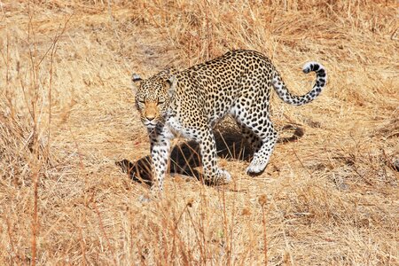 Wildcat botswana big cat photo