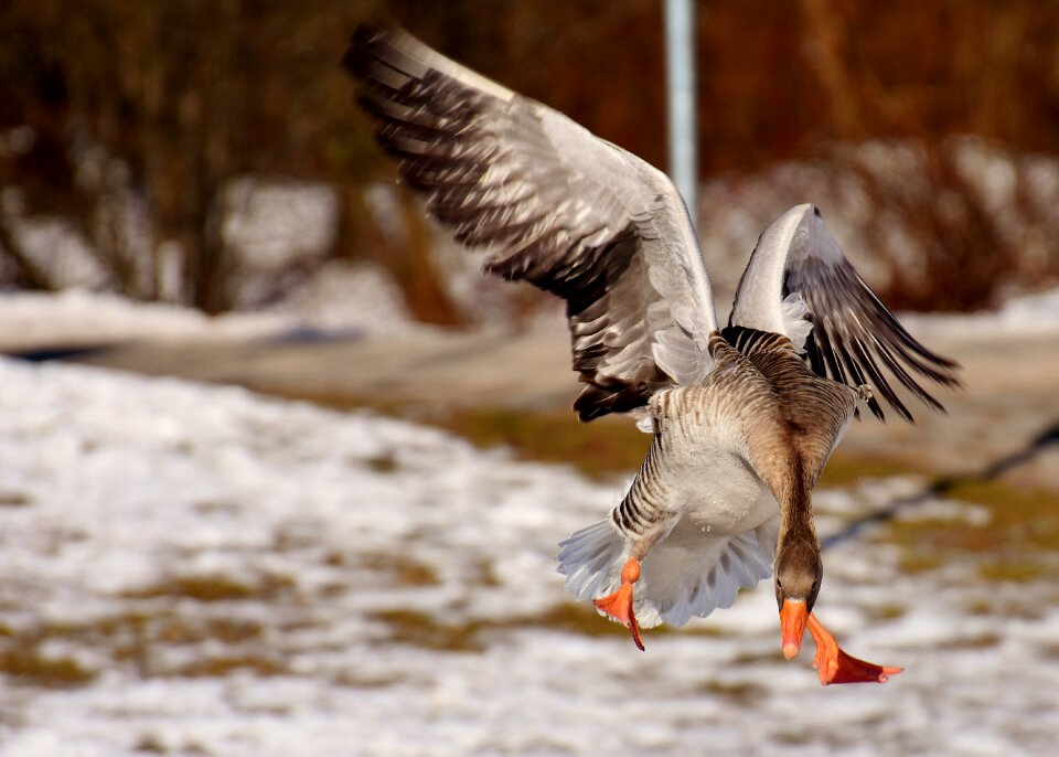 Water bird animal world head