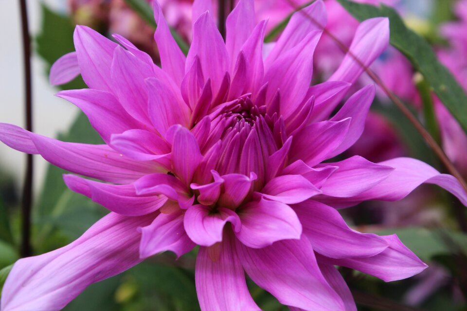 Pink flowers color pink pink flower