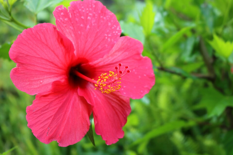 Belvedere nature macro