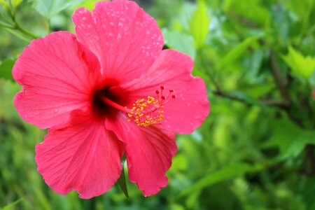 Belvedere nature macro