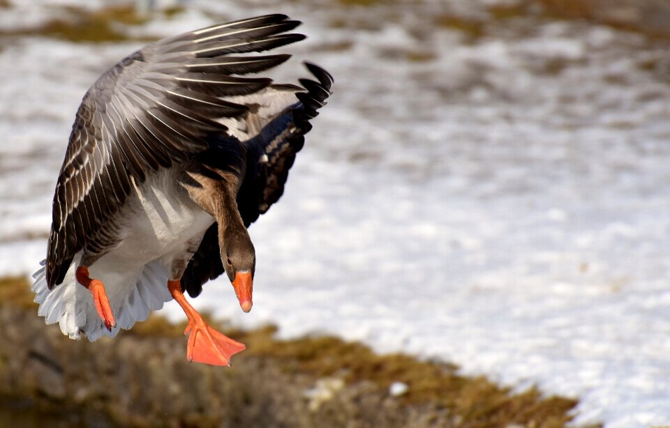 Water bird animal world head