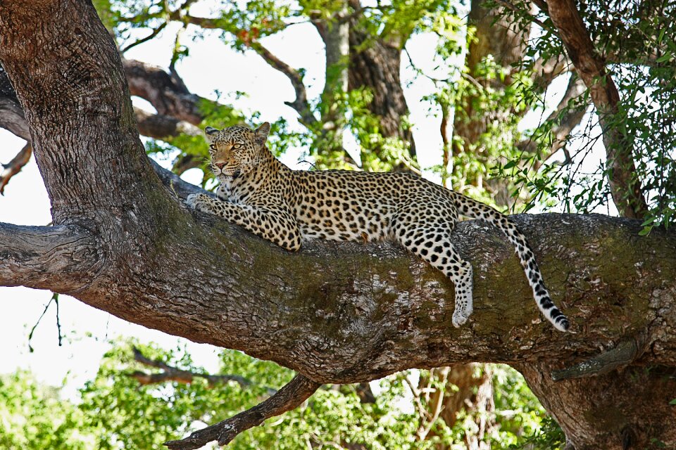 Wildcat botswana big cat photo