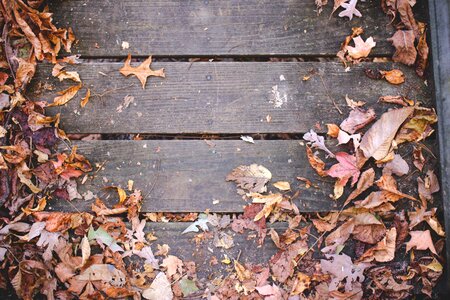Autumn fall nature