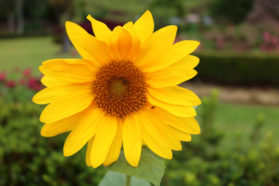 Belvedere nature macro