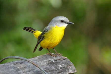 Yellow breasted robin