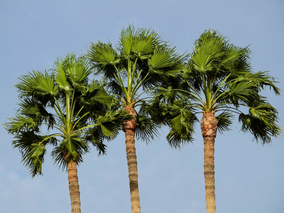 Tropical nature exotic