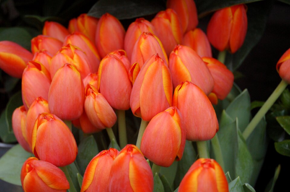 Nature orange flowers
