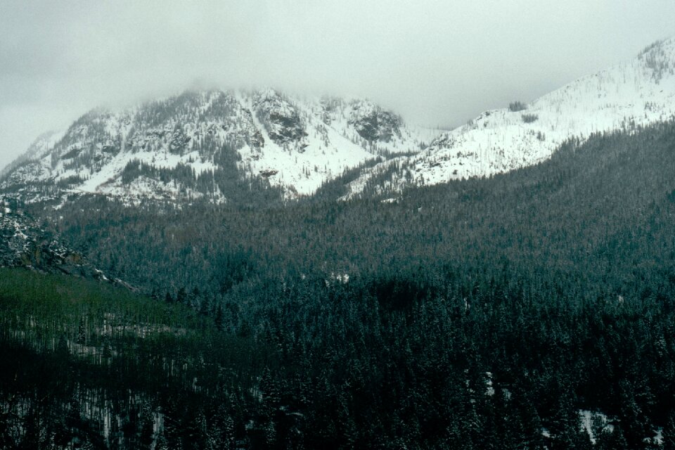 Snow trees forest photo