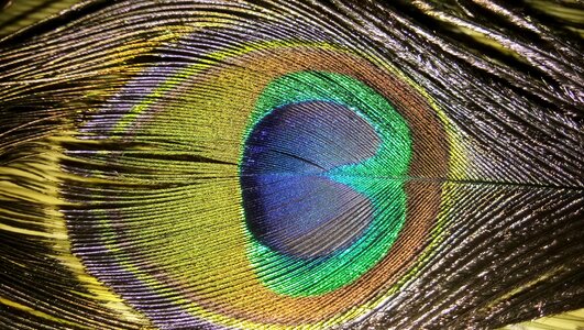 Color feather closeup