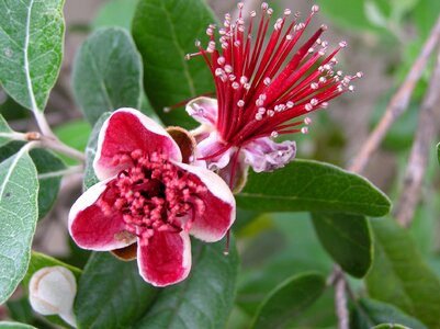 Fejoa fruit tree blossom