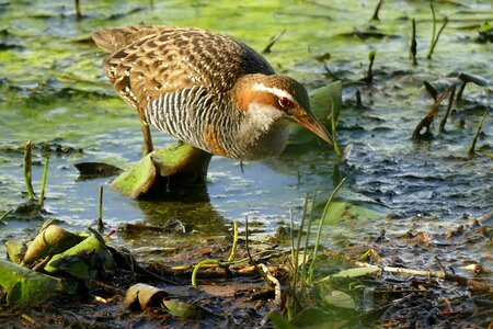 Buff banded rail