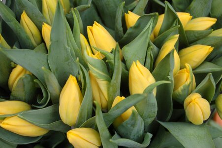 Yellow tulip spring bloom photo