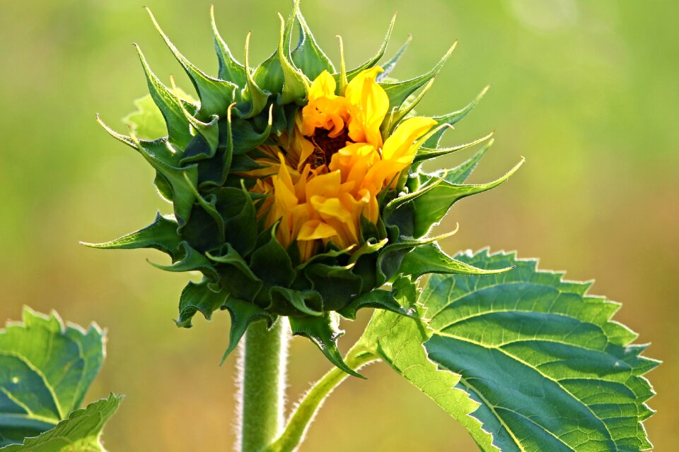Go up bloom breaking up