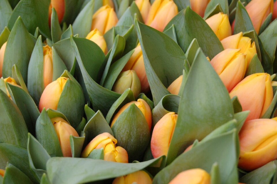Bloom flower flowers