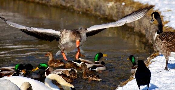 Ducks swans birds photo