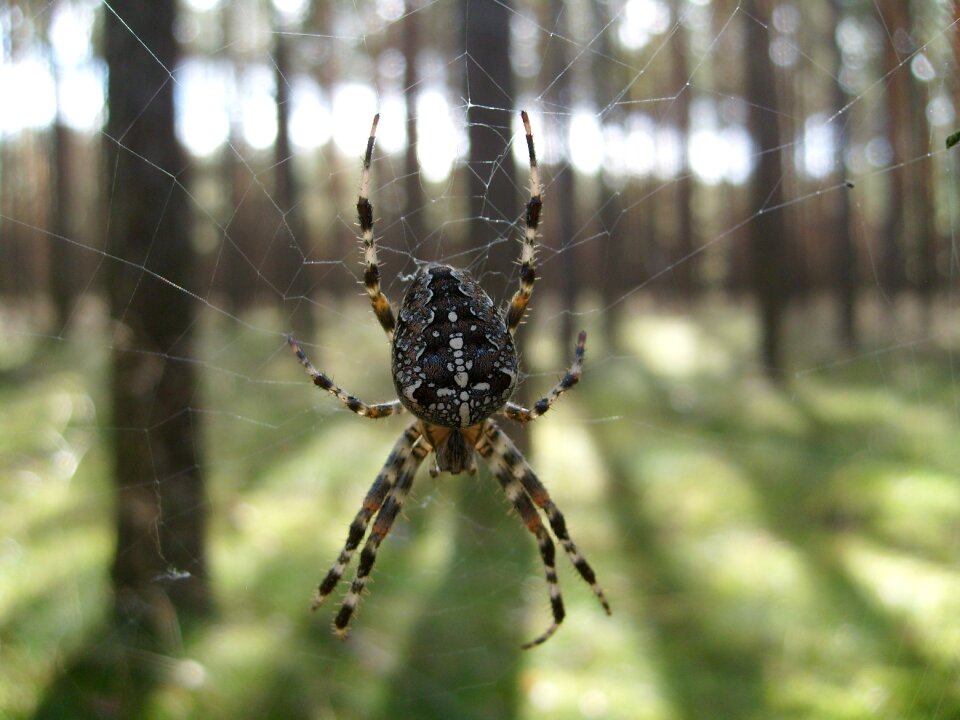 Araneus nature insect