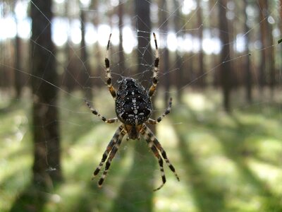 Araneus nature insect