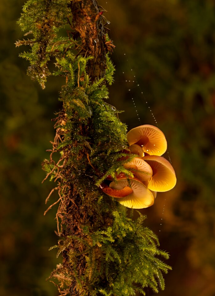Winter mushroom moss tree