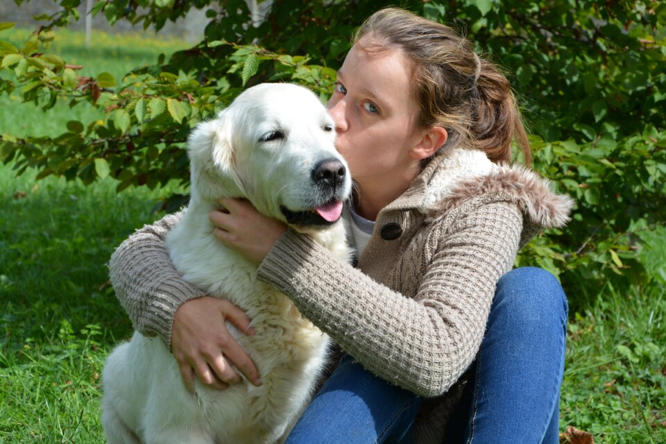 Dog golden retriever feelings