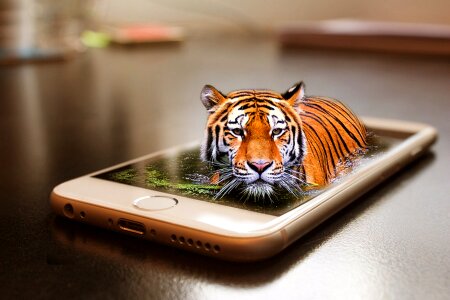 Cat animal world