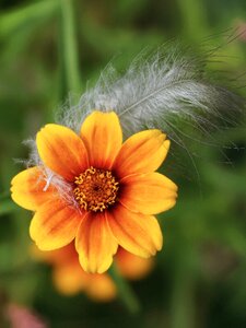 Blossom bloom plant