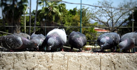 Fine Feathered Friends Feeding Frenzy