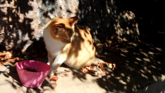 El Faro: The Cat Files