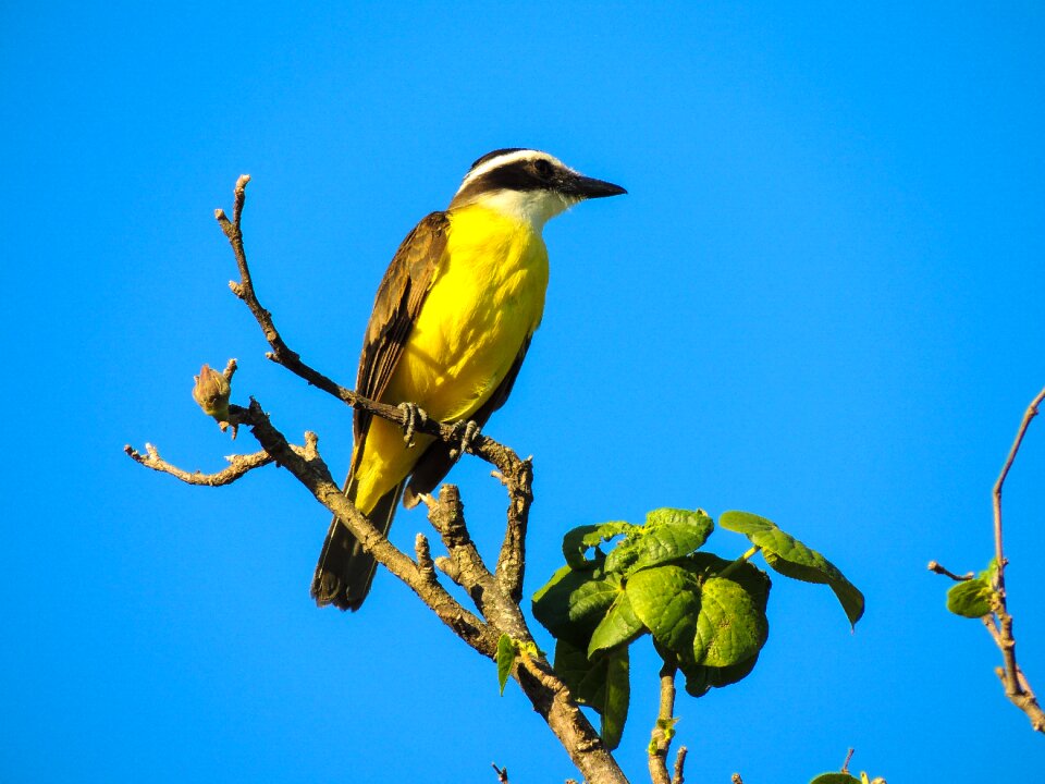 Tropical bird animals birdie
