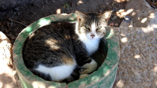 El Faro: The Cat Files