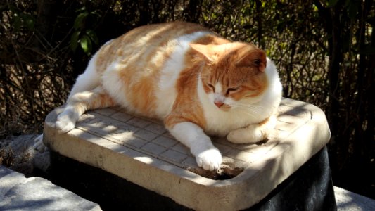 El Faro: The Cat Files