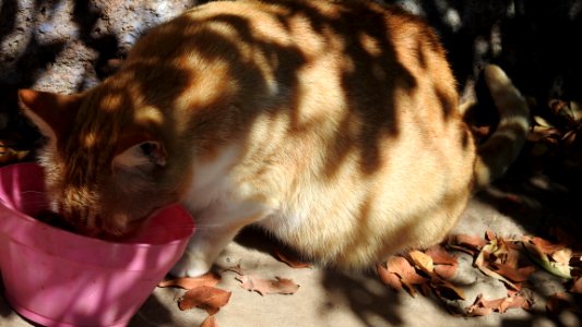 El Faro: The Cat Files