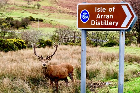Deer scotland surprise
