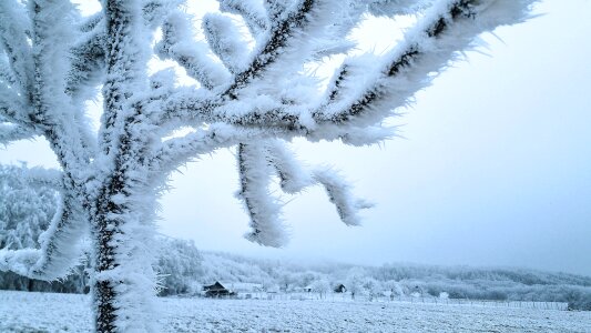 Winter forest aesthetic fog