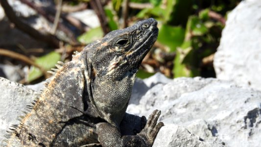 Tulum Archeological Site, Beach, and City