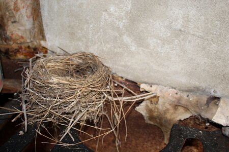 Old house nest brown house