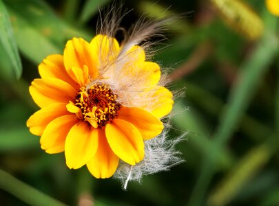 Blossom bloom plant photo